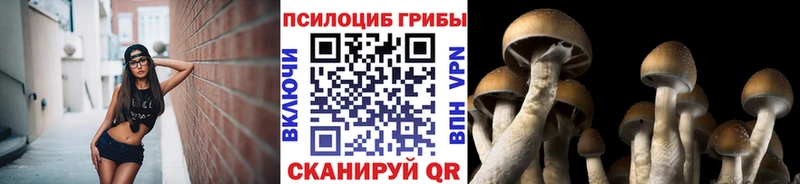 Купить закладки  Владимир  Галлюциногенные грибы прущие грибы 